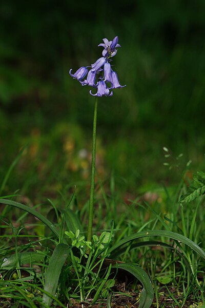 File:Flowers (17586490273).jpg