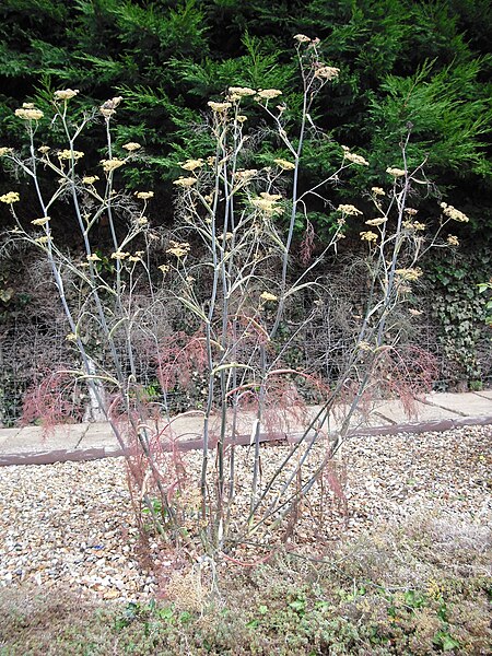 File:Foeniculum vulgare "Purpureum".jpg