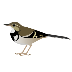 Forestwagtail.svg