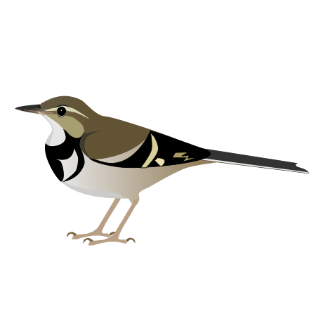 Tập_tin:Forestwagtail.svg