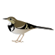 Forest Wagtail