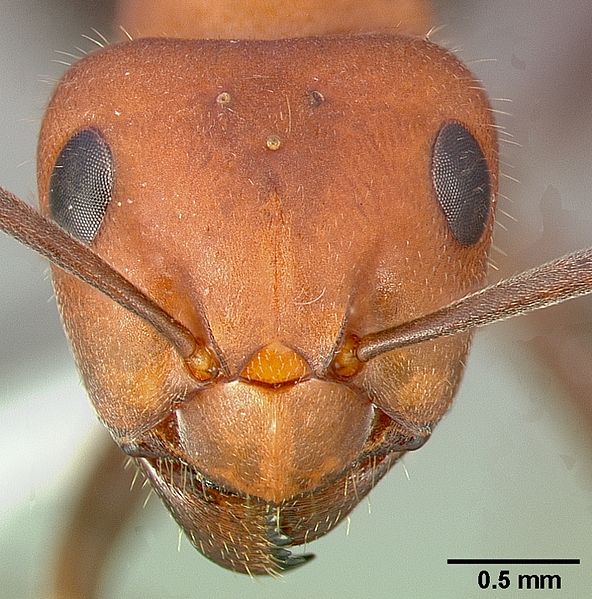 File:Formica obscuripes casent0005389 head 1.jpg