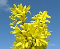 Forsythia Форзиция Желтые цветы весны.jpg