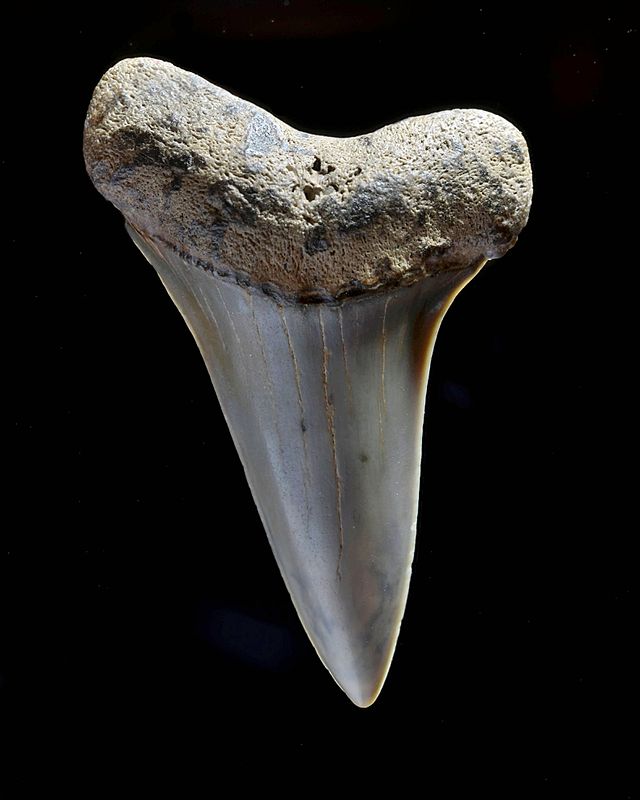 mako shark tooth