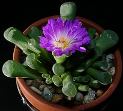 Frithia pulchra