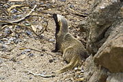 Mustelid maro și negru pe pietre