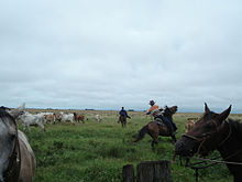 Livestock culture in Apure State (Los Llanos Region) Ganaderia en los Llanos.jpg