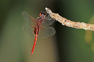 <i>Tauriphila</i> Genus of dragonflies