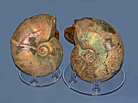 Gasteropodlar - ammonitlar - Desmoceras sp..JPG