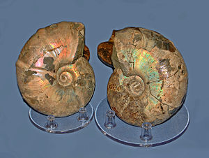 Gasteropods - Ammonites - Desmoceras sp..JPG