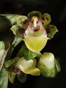 Gastrochilus pseudodistichus flower.jpg