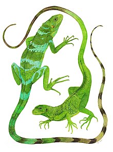 GauIguanas.jpg