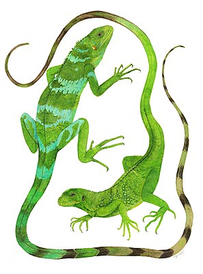 Depiction of a male and female iguana