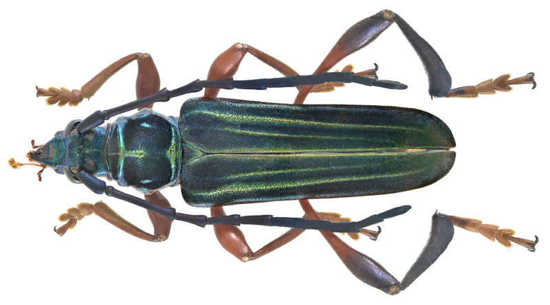 File:Gauresthes malayanus Hayashi, 1985 (10459446583).png