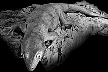 Kawekaweau is the largest among of all known geckos Gecko de Delcourt Hoplodactylus delcourti Hoplodactylus delcourti GLAM MHNL 2016.jpg