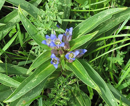 Gentiana cruciata