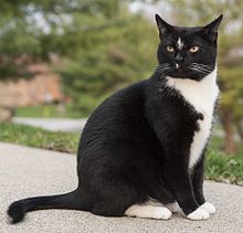 A tuxedo patterned black-and-white cat George, a perfect example of a tuxedo cat.jpg