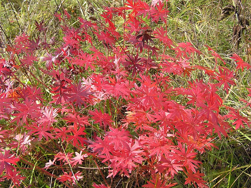 File:Geranium sanguineum (fall foliage) 3.jpg