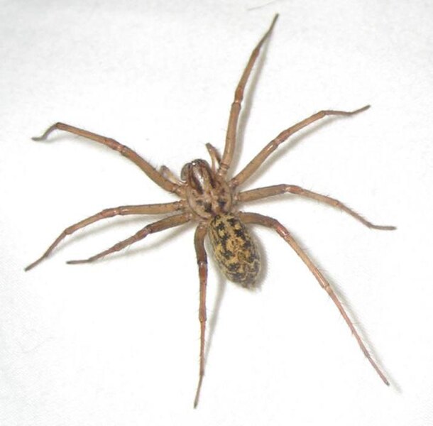 File:Giant-house-spider.jpg