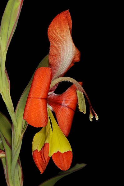 File:Gladiolus alatus 1DS-II 2-2884.jpg