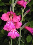 Gladiolus communis Type species