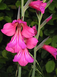 Gladiolus byzantinus05.jpg