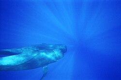 Globicephala melas pilot whale by dirk klaus.jpg