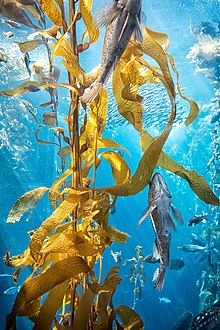 Itsas igaraben gehiegizko esplotazioak kelp algen ekosistemen hondatzea eragin zuen kaskada efektuak eragin zituen.