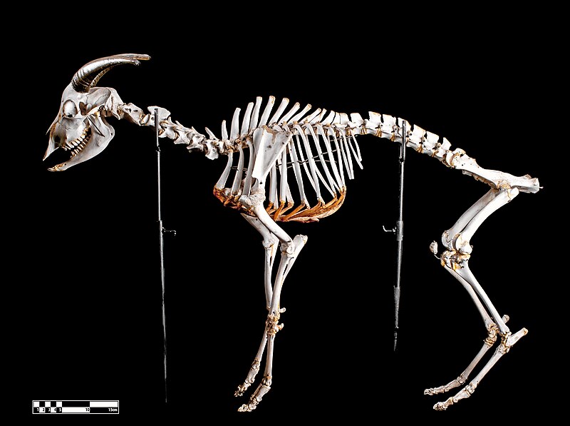 File:Goat skeleton.jpg