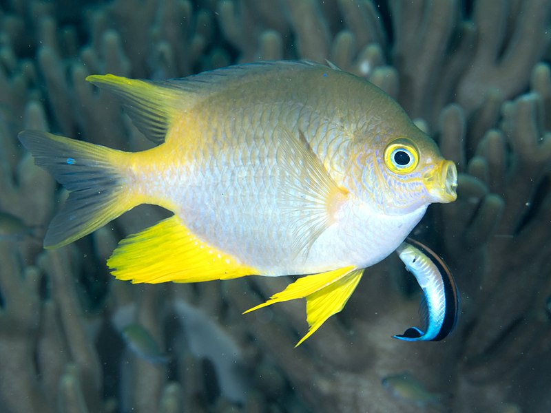 File:Golden damselfish (Amblyglyphidodon aureus) (45998125084).jpg