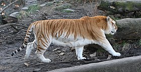 Так называемая золотая разновидность тигра. Зоопарк Буффало
