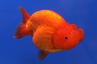 Goldfisch Ranchu 2.jpg