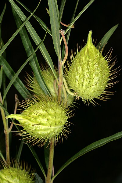 File:Gomphocarpus fruticosus subsp. fruticosus 1DS-II 1-0512.jpg