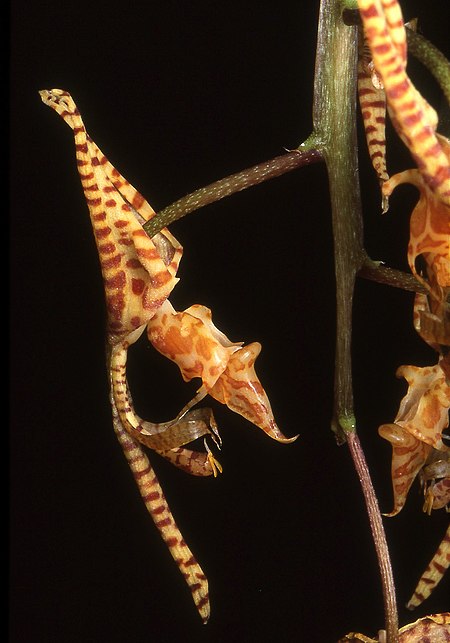 Gongora leucochila