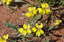 Goodenia glabra.jpg