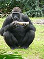 Gorilla gorilla gorilla12.jpg