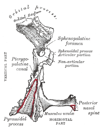 Greater palatine canal