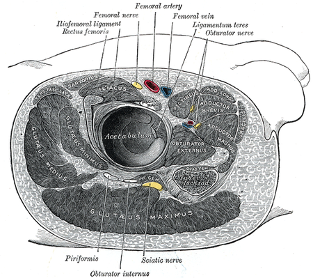 Structures surrounding right مفصل ورك. (Gluteus maximus visible at bottom.)