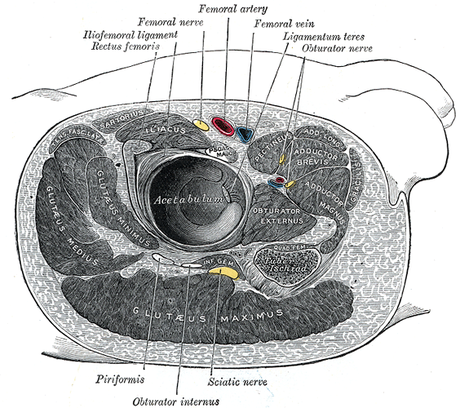 Nervo otturatorio