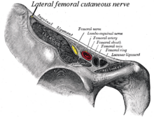 Lateral cutaneous nerve of thigh and other structures passing between the left inguinal ligament and ilium, frontolateral view of the right side of the pelvis. Gray546-LFC.png