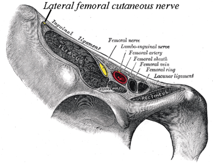 Lateral cutaneous nerve of thigh and other structures passing between the left inguinal ligament and ilium, frontolateral view of the right side of the pelvis.