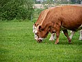 * Nomination Grazing cattle in Protected landscape area Bodden Landscape --MB-one 09:40, 24 December 2022 (UTC) * Decline Head is out of focus, sorry. --Peulle 10:41, 24 December 2022 (UTC)  Oppose Per Peulle. --Sebring12Hrs 10:52, 24 December 2022 (UTC)