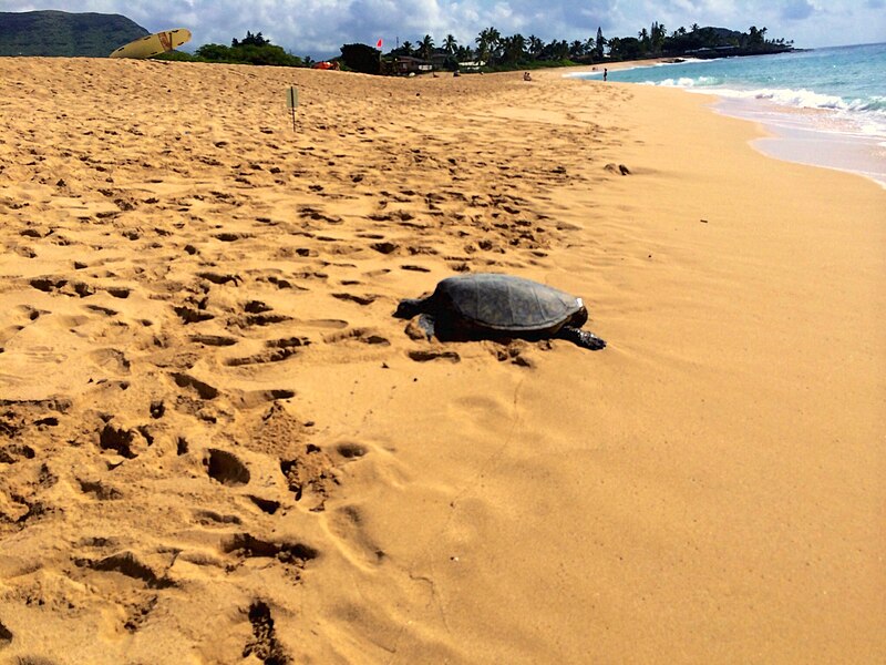 File:Green-Sea-Turtle-Mākaha-Beach-Park.jpg