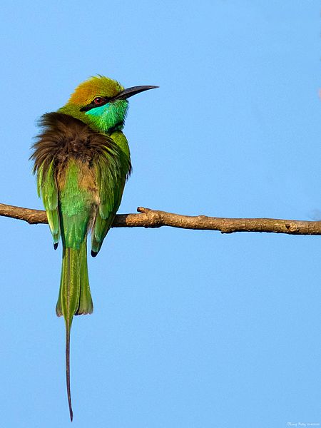 File:Green bee-eater@ iritty.jpg