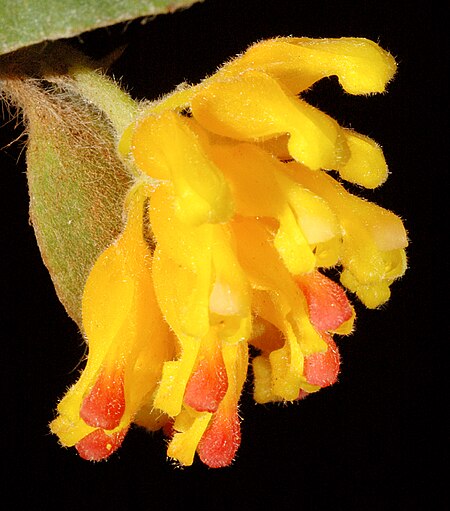 Grevillea_pimeleoides