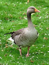 Greylag Goose (Anser anser).jpg