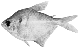 Gymnocorymbus thayeri