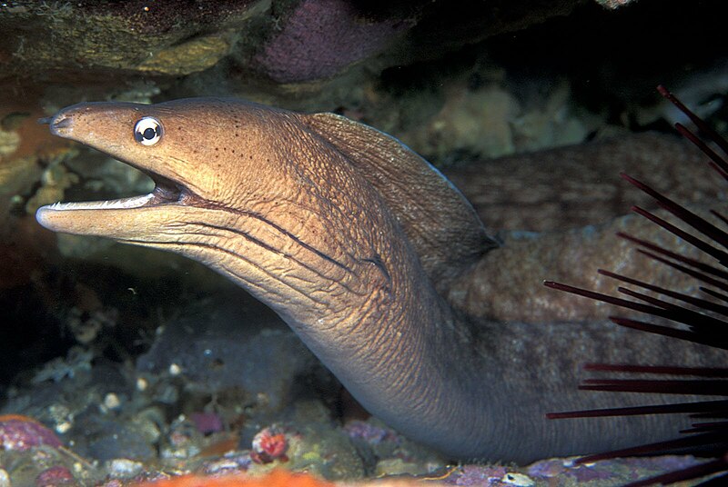 File:Gymnothorax nubilus (Grey moray).jpg