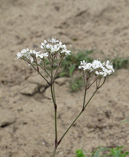 Gypsophila fastigiata