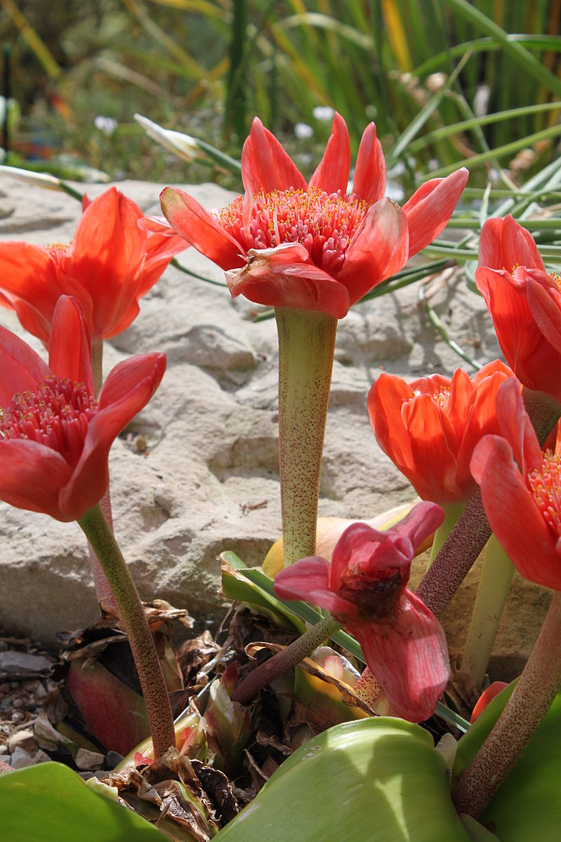 Haemanthus coccineus (6065092025).jpg